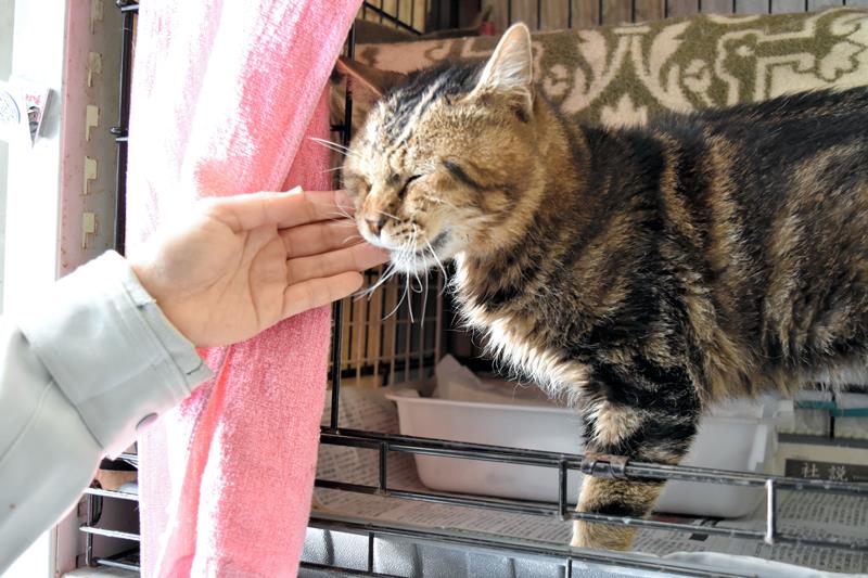 千葉市動物保護指導センターに収容されている猫＝２１日午後２時半ごろ、千葉市稲毛区