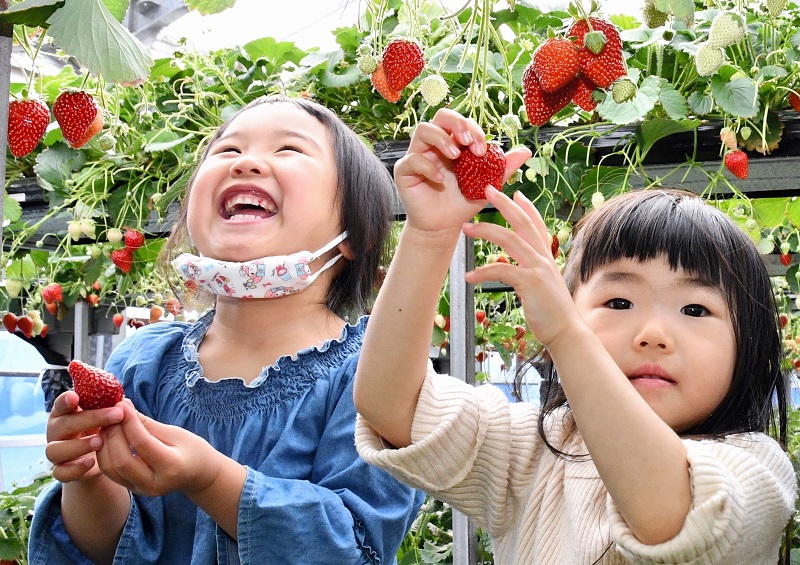 県内有数のイチゴ産地として知られる東庄町で、イチゴ狩りが最盛期を迎えている。13日には磯山観光いちご園で、家族連れらが甘い旬の味に舌鼓を打っていた