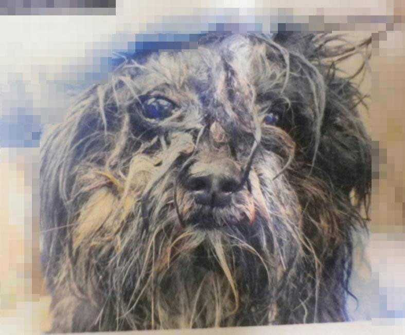 女性宅で不衛生な環境で飼育されていた犬（県警提供）