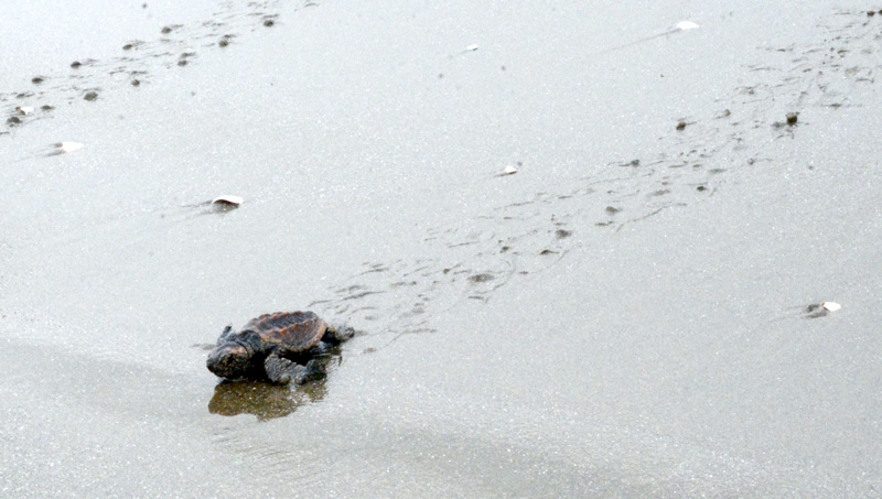 屋形海岸で太平洋に向かうアカウミガメの子ども