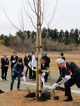 地元小中学生も参加して行われた鎌足桜の植樹式=17日、木更津市かずさ鎌足のかずさ1号公園