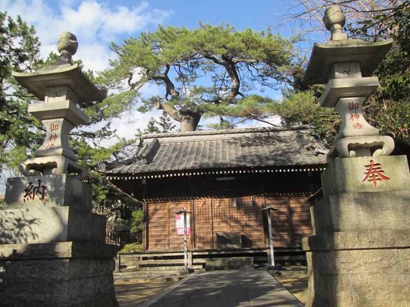 葛飾神社とクロマツ