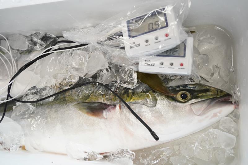 氷漬けにされたワラサ。魚体温度などが測定されている=いすみ市