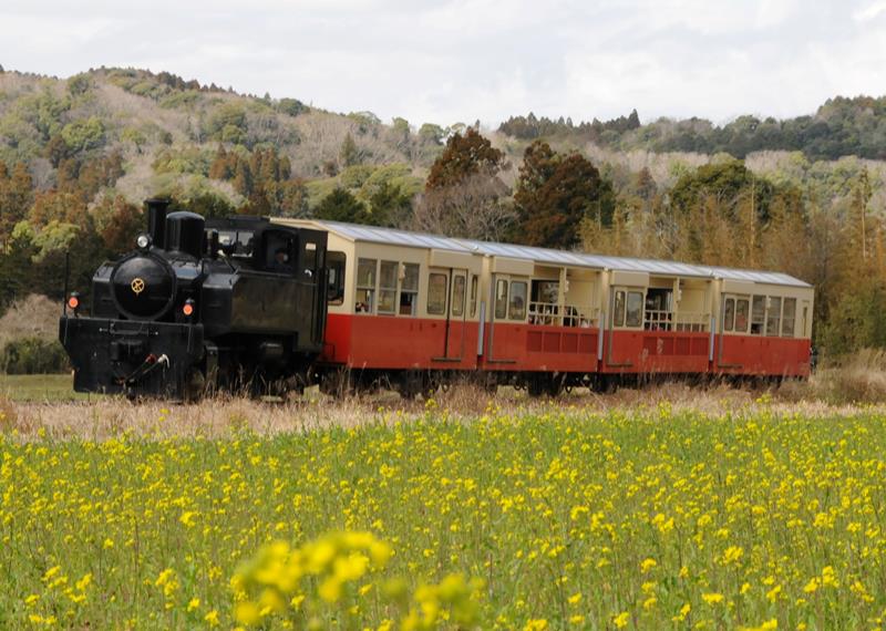 菜の花が咲き誇る里山を走る小湊鉄道のトロッコ列車=3月、市原市