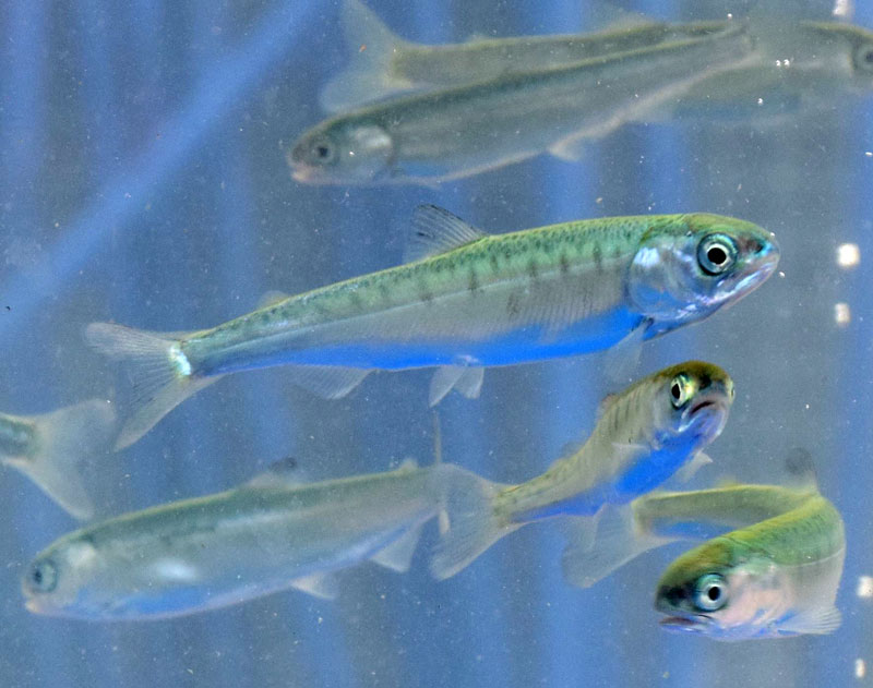 5~7センチほどに育ったサケの稚魚