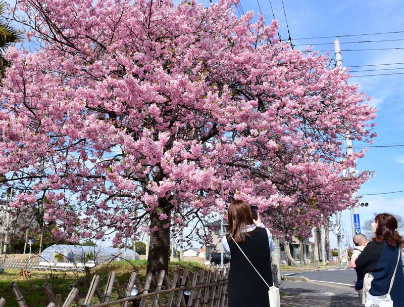 満開のしらこ桜＝１日、白子町