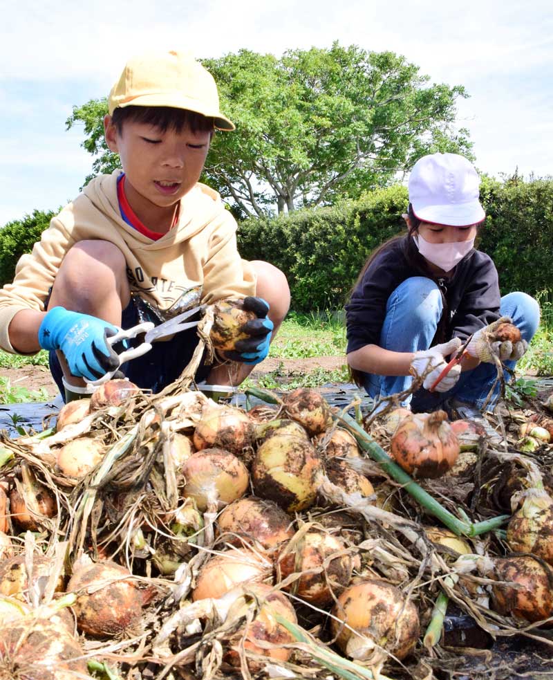 慣れた手つきでタマネギを収穫する児童＝９日、白子町