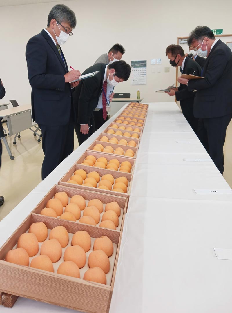 各枇杷組合から出品されたビワの色や形を確かめる審査員＝５日、南房総市