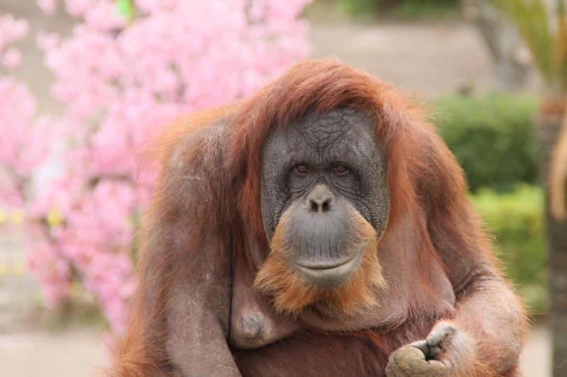 今年3月下旬、桜の季節にたたずむスーミー。翌4月29日に病気で死んだ=市川市動植物園提供
