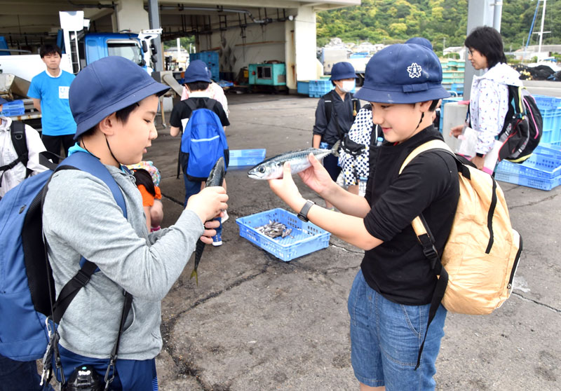 保田漁港で新鮮なサバの感触を確かめる足立小児童＝鋸南町