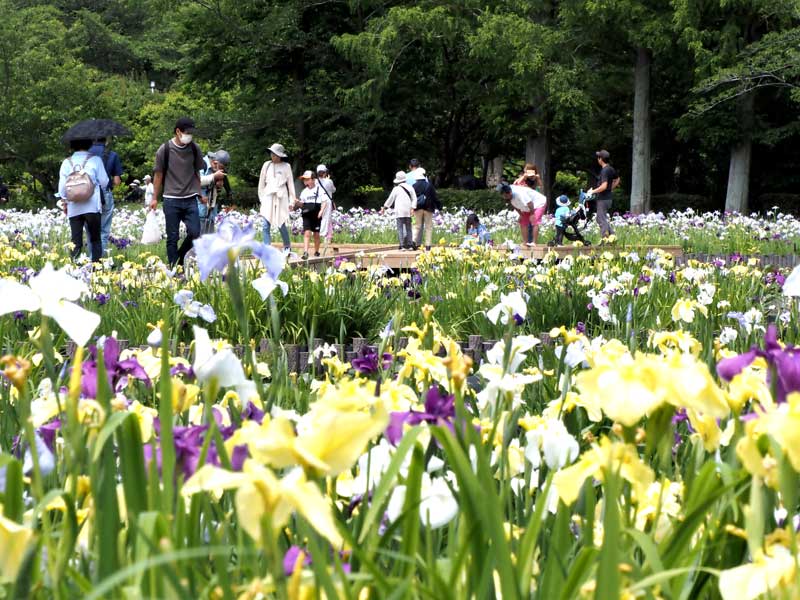 訪れた人たちを魅了する色とりどりのハナショウブ＝４日、袖ケ浦市