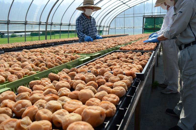 ビニールハウス内で干される梅の実＝２９日、横芝光町