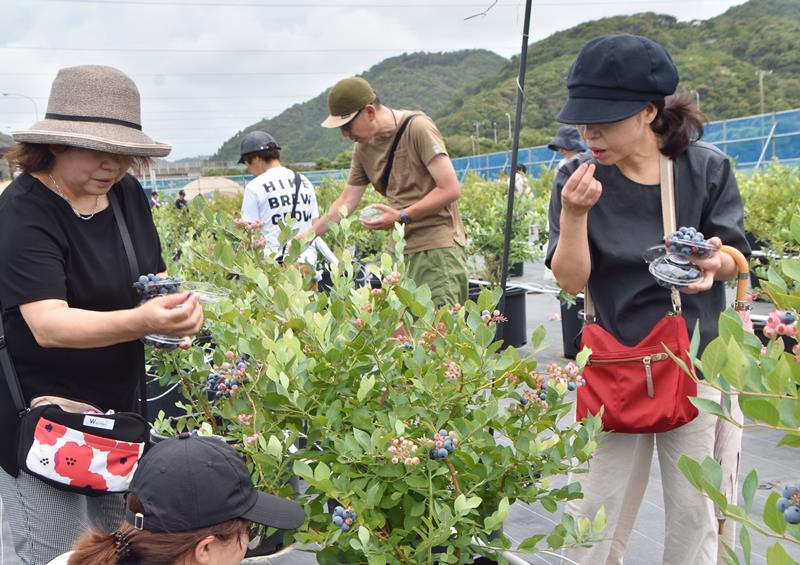 さまざまな品種のブルーベリーを摘み取って味を確かめる町民ら＝鋸南町