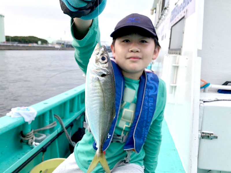 木更津沖で釣り上げたアジ(写真は「守山丸」提供)