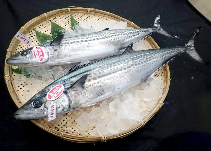 活〆サワラ(県提供)
