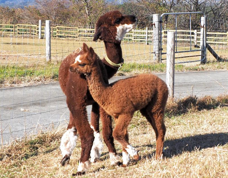 お母さんに甘えて身を寄せるアルパカの赤ちゃん「夕日」(右)=富津市