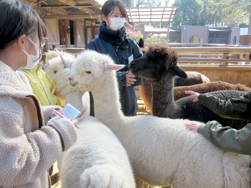 飼育員のサポートを受けながらアルパカとふれあう児童=市川市