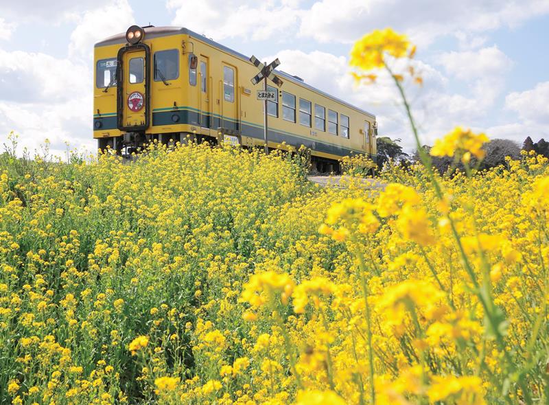 菜の花が咲き誇るいすみ鉄道沿線＝１１日、いすみ市引田
