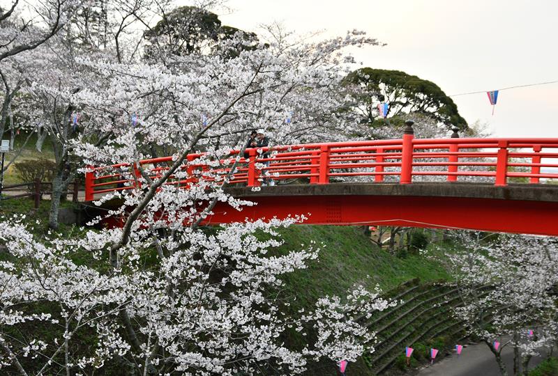 小見川城山公園の桜が見頃を迎え、楽しむ来園者＝４日、香取市