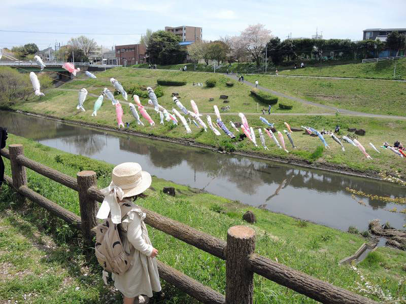 利根運河に揚げられた約100匹のこいのぼりに、子どもたちが見入っていた=13日、流山市