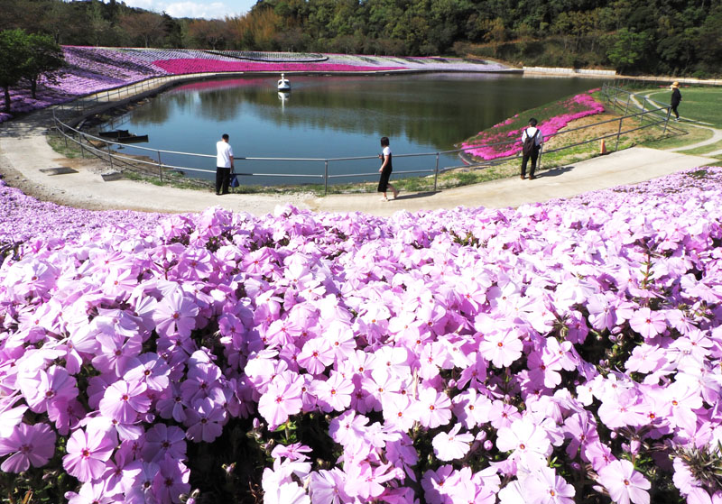 ボート池の周囲を染めるシバザクラ＝袖ケ浦市