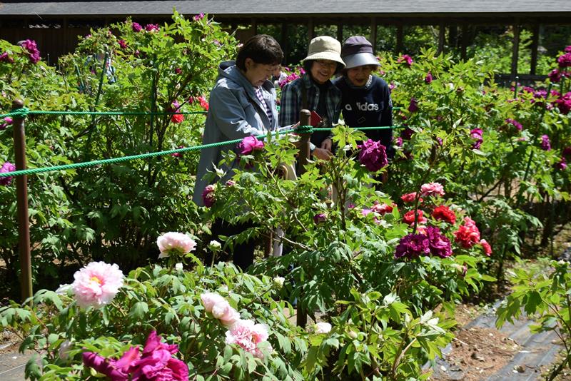 色とりどりに咲く華やかなボタンの花＝１９日、匝瑳市
