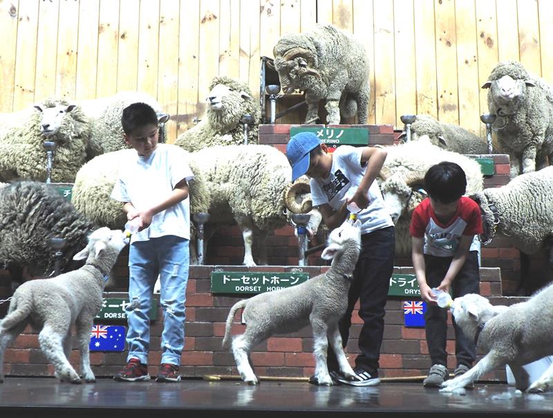 マザー牧場で開催中のイベント「赤ちゃん羊のミルクタイム」。ステージ上でミルクやりを体験できる=20日、富津市