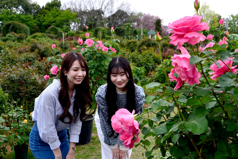 一部の早咲きのバラは花が開いている