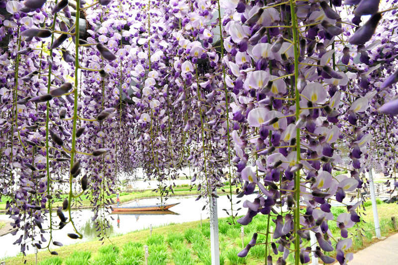 水郷地帯に初夏を運んでくる藤の花=25日、香取市の水郷佐原あやめパーク