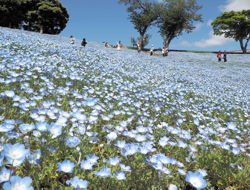 一面に広がるネモフィラの花畑。散策する来場者を青の絶景が癒やす=25日、富津市