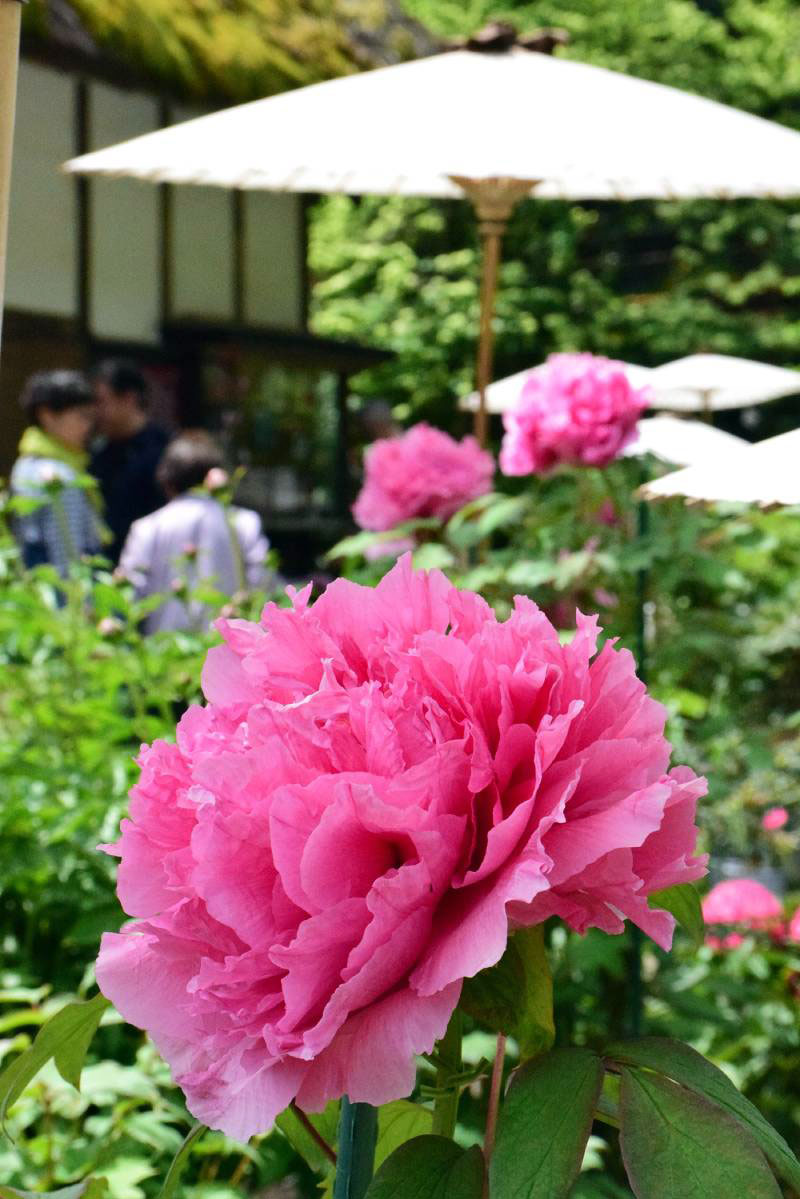 大輪が鮮やかなピンク色のボタン=21日、茂原市の茂原牡丹園