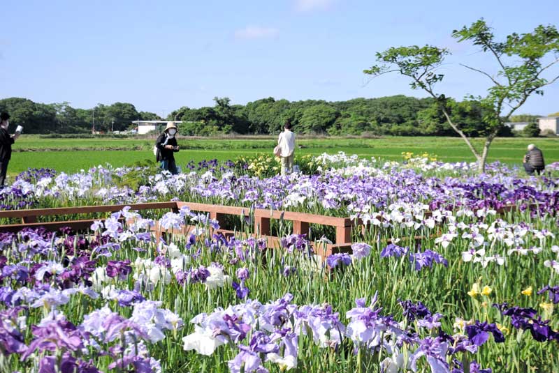 ハナショウブが咲き誇り、訪れた人を楽しませている=4日、旭市