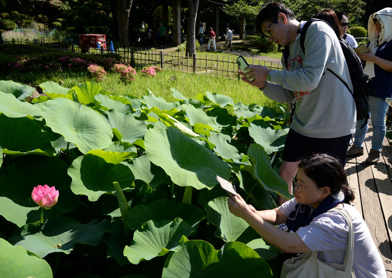 濃いピンク色の花弁を開かせたオオガハスを熱心に撮影する来園者＝８日朝、千葉市中央区の千葉公園