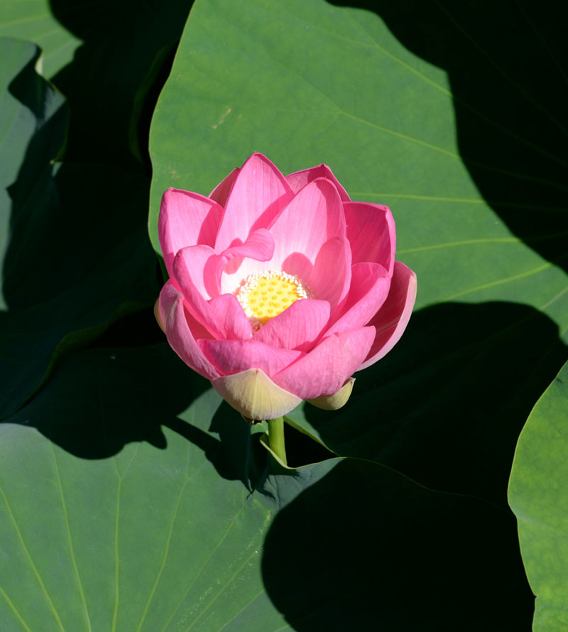 開花したオオガハス＝８日朝、千葉市中央区の千葉公園