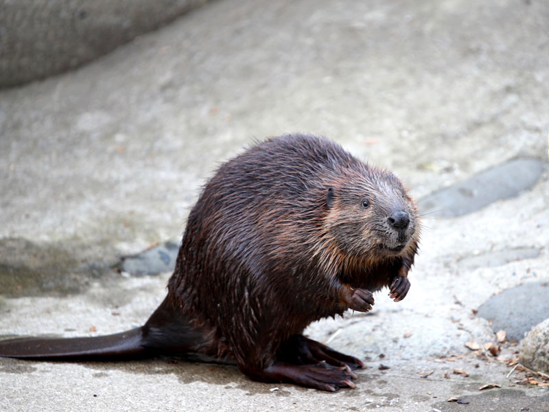 夜行性のアメリカビーバー（千葉市動物公園提供）