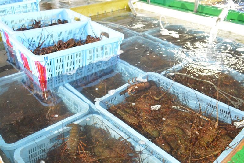 初水揚げされた伊勢エビ