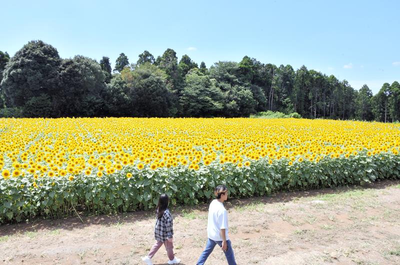 見渡す限りに広がる“黄色のじゅうたん”=12日、多古町
