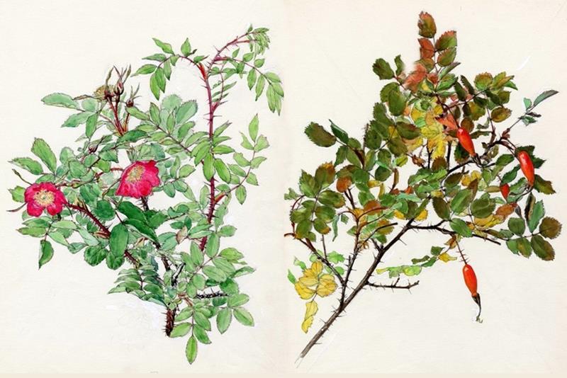 「ばら花譜」原画　タカネバラ　花（左）と実（右）