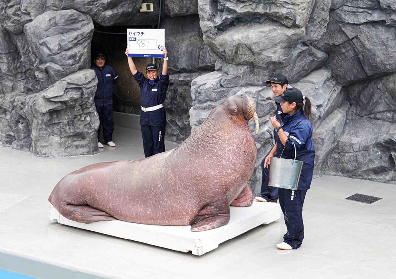 981キロを記録した雄のセイウチ「リク」(鴨川シーワールド提供)