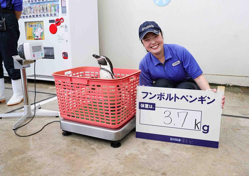 かごの中に入って計測したフンボルトペンギン(鴨川シーワールド提供)