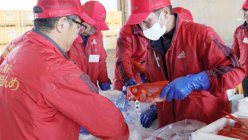 鮮魚販売用のキンメダイを丁寧に用意する関係者=3日、銚子市