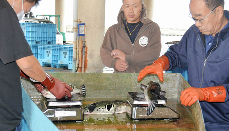 水揚げされサイズを計測されるトラフグ＝５日、いすみ市