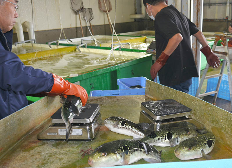 水揚げされたトラフグがサイズごとに仕分けられた＝５日、いすみ市