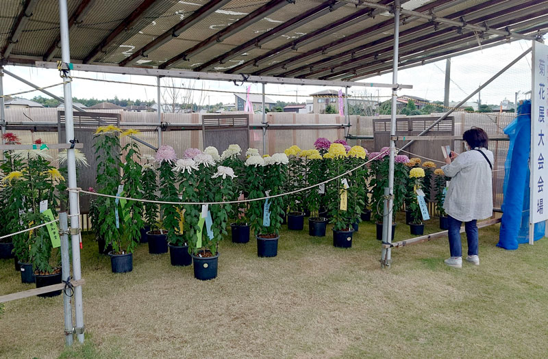 美しい大輪が並ぶ市原市菊花大会＝市原市の八幡屋ふれあい広場