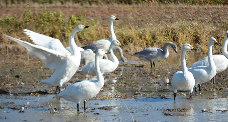 稲刈りを終えた田んぼで餌を探す白鳥=27日午前11時半ごろ、いすみ市