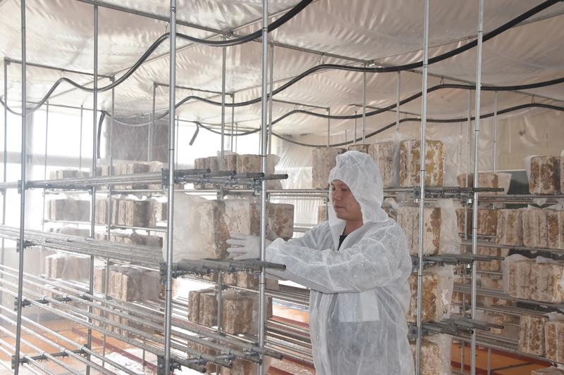 教室内にずらりと並べられたキクラゲの菌床=20日、館山市