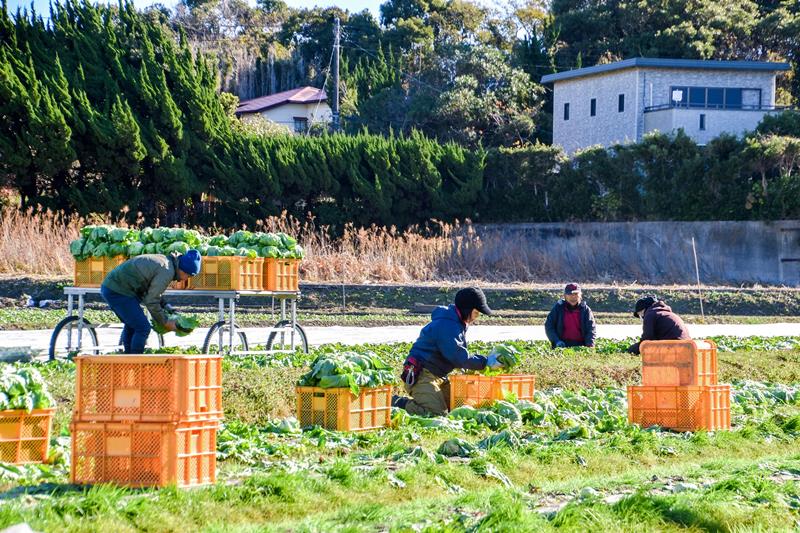 出荷に向け、次々と収穫されていく「かんべレタス」（館山市提供）