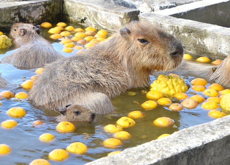 家族と共に、初入浴を楽しむカピバラの赤ちゃん=21日、館山市