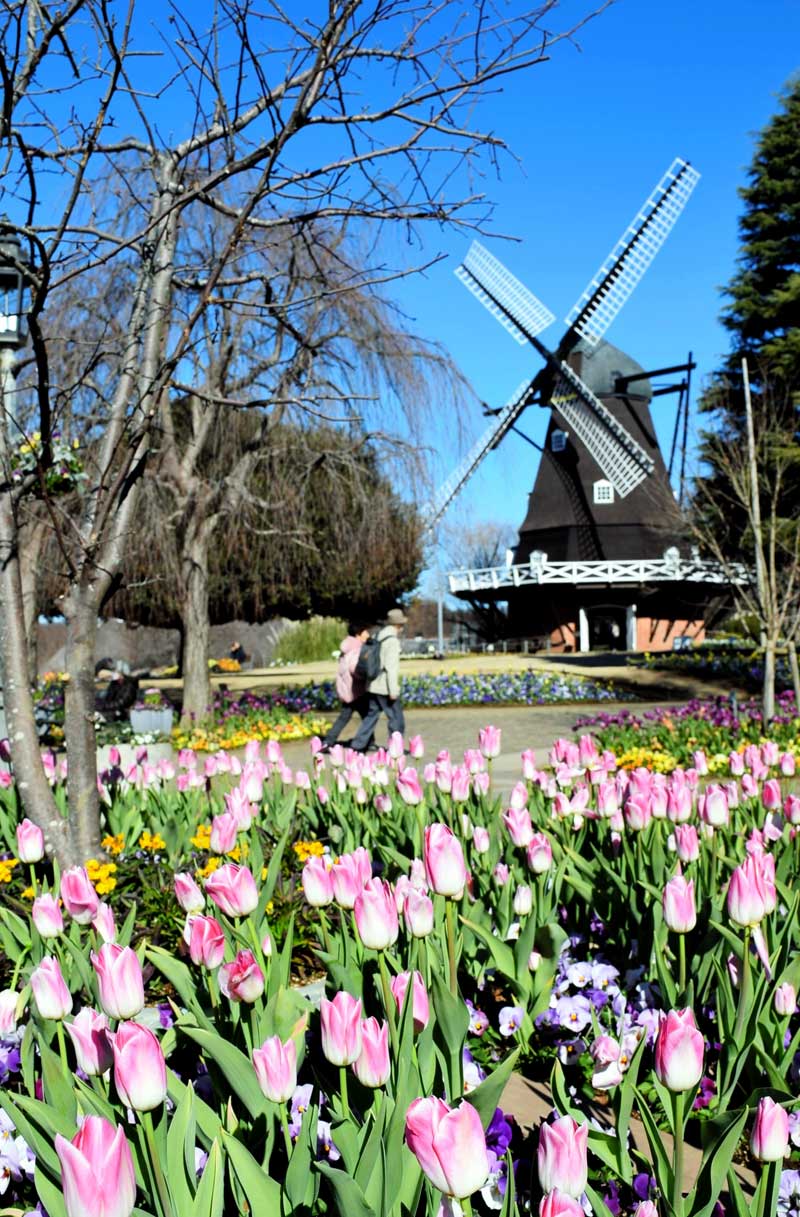 ふなばしアンデルセン公園で冬咲きの「アイスチューリップ」が色とりどりの花を咲かせ、一足早く広がった春の光景が訪れた人を魅了している＝８日、船橋市