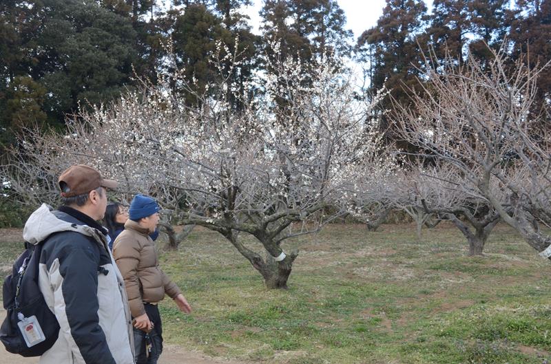 「梅まつり」の会場となった「坂田城跡」で咲く梅の花＝２２日、横芝光町
